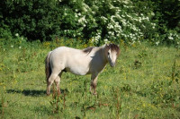 Vente de poney